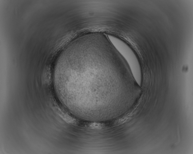 X0000088850261200706291502