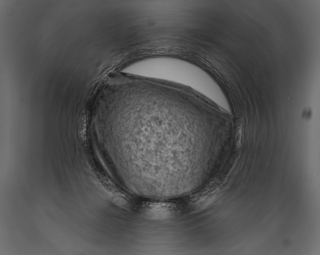 X0000088850268200706291502