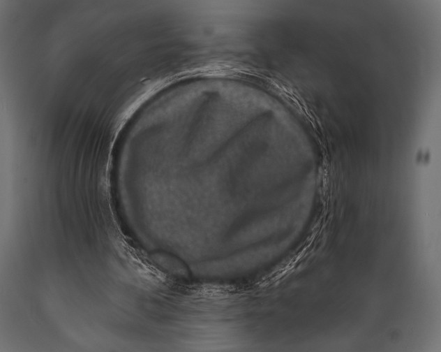 X0000088850292200706291501