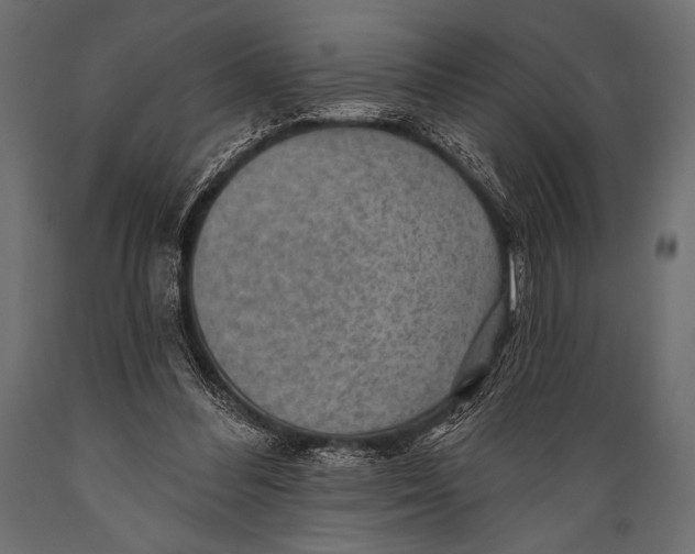 X0000088850300200706291501