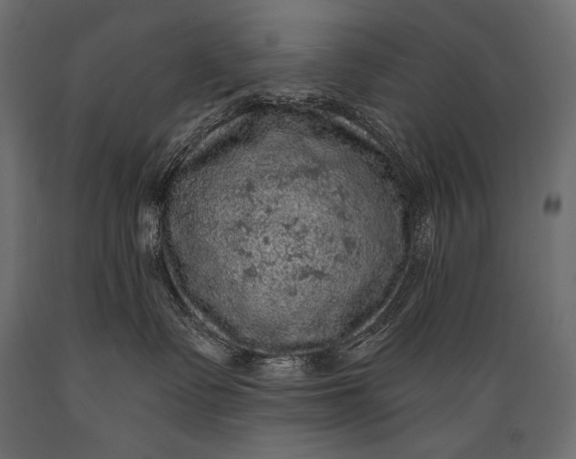 X0000088850335200706291501