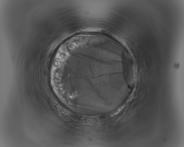 X0000088850337200706291500