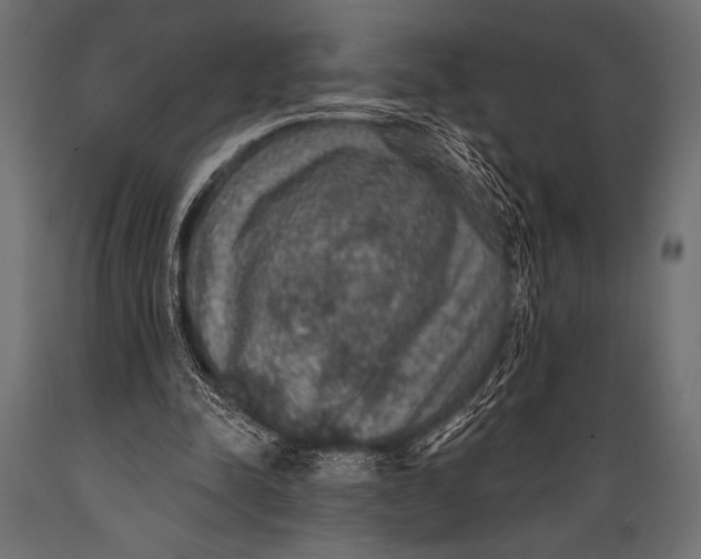 X0000088850342200706291500