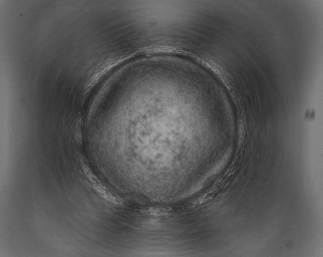 X0000088850345200706291500