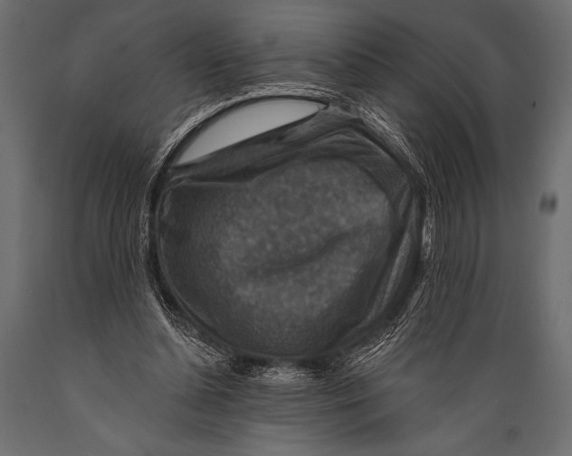 X0000088850348200706291500