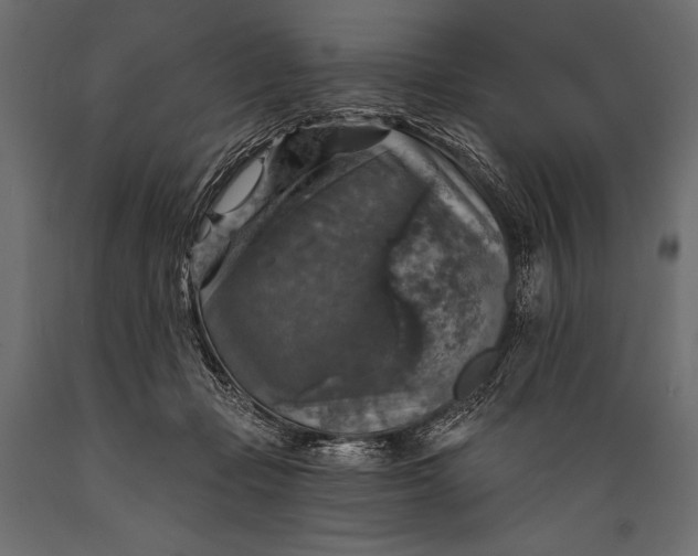 X0000088850365200706291500