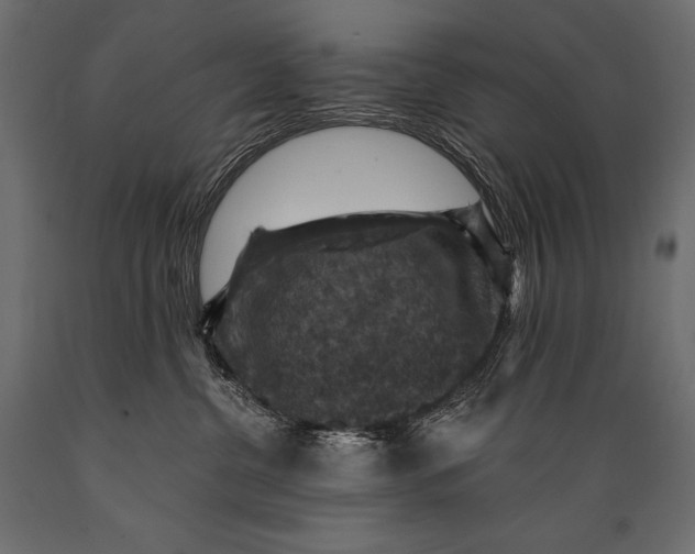 X0000088850380200706291501