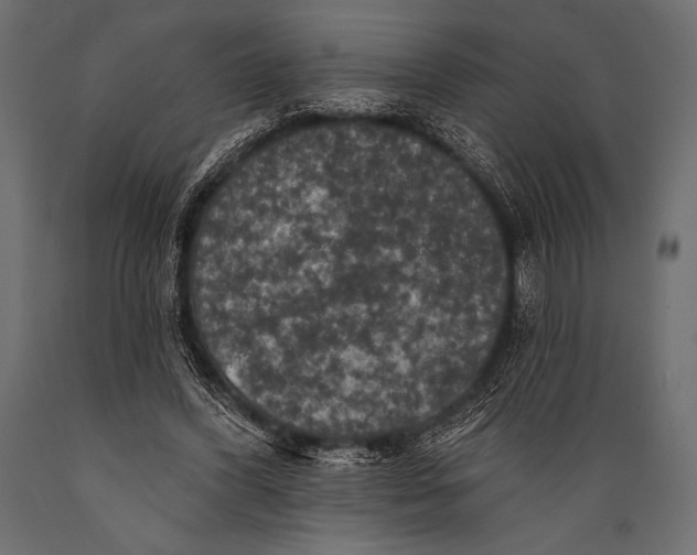 X0000088850396200706291500