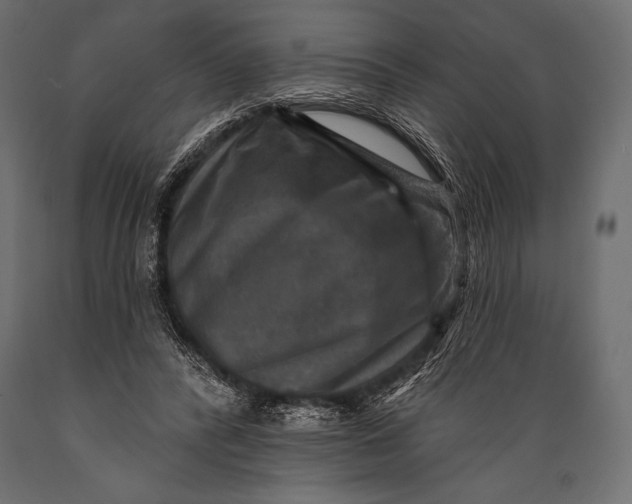 X0000088850400200706291500