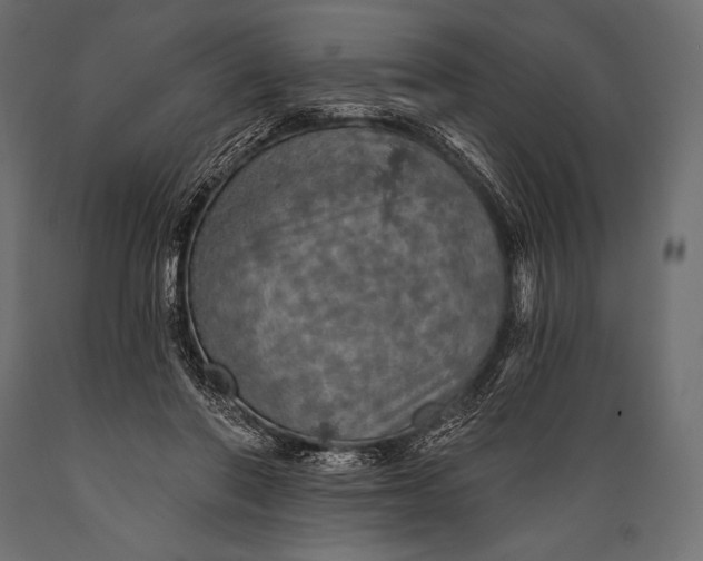 X0000088850406200706291500