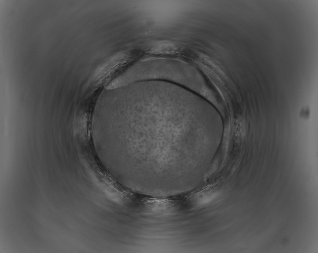 X0000088850428200706291459