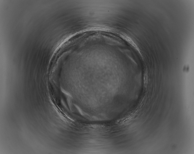 X0000088850436200706291459