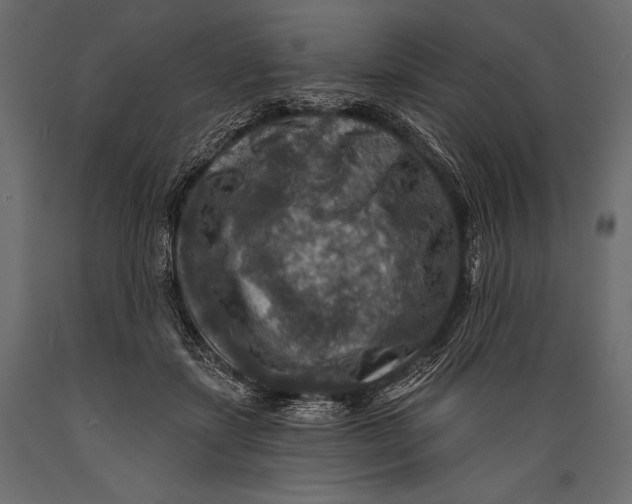 X0000088850459200706291459