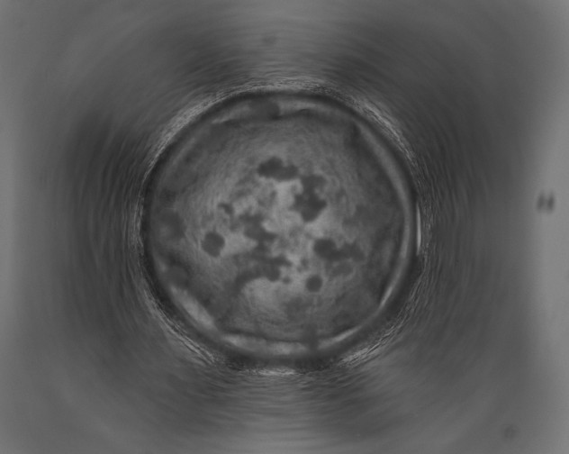 X0000088850483200706291458