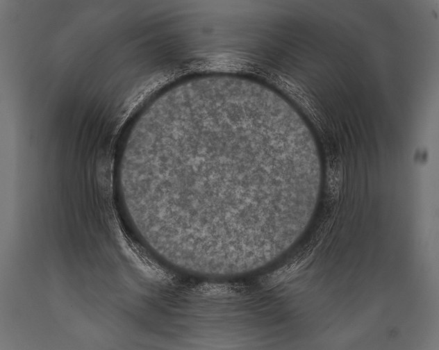 X0000088850534200706291457