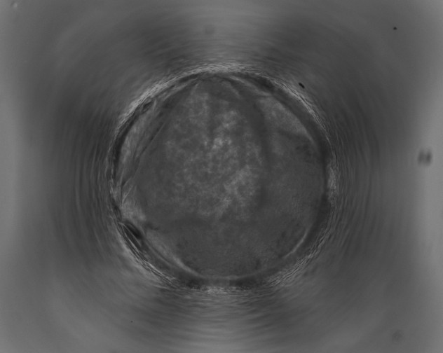 X0000088850684200706291455