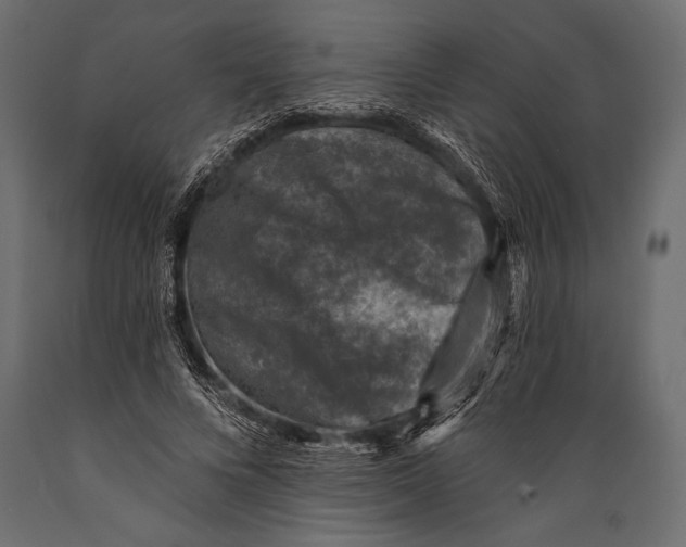 X0000088850688200706291455