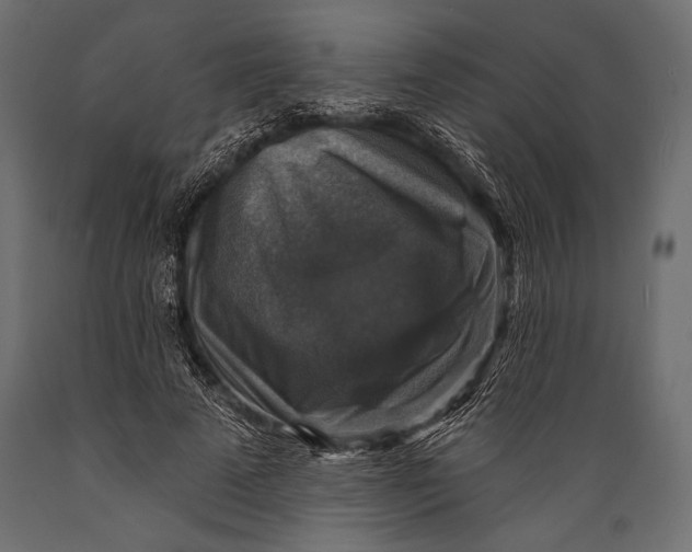 X0000088850689200706291455