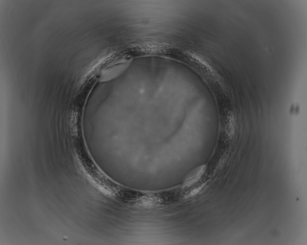 X0000088850696200706291455