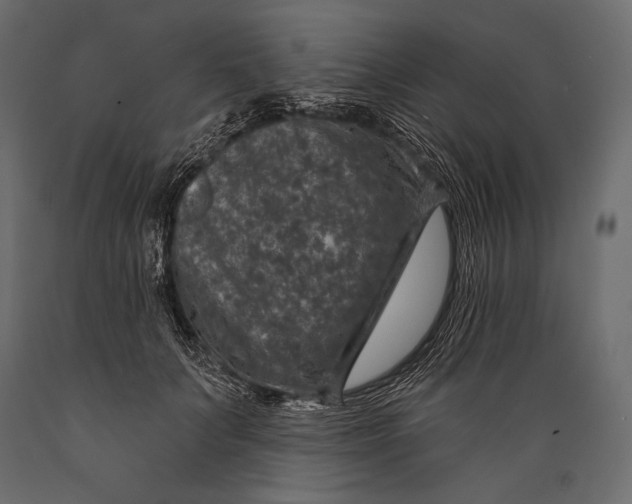 X0000088850703200706291455