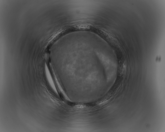 X0000088850704200706291455