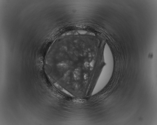 X0000088850707200706291455