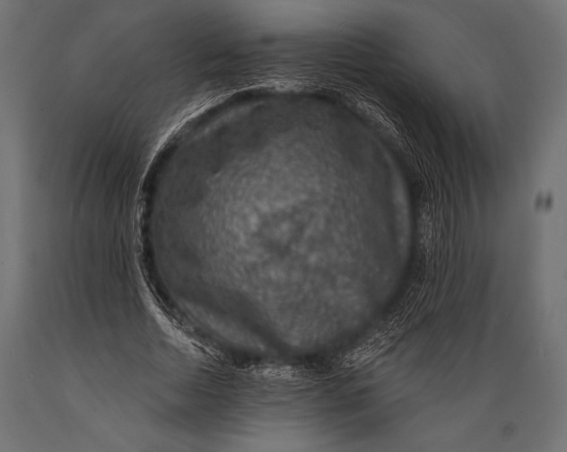 X0000088850730200706291454