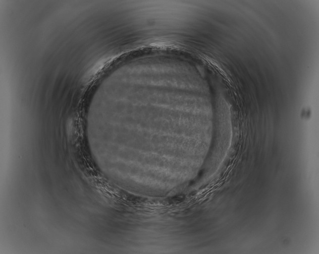 X0000088850776200706291454