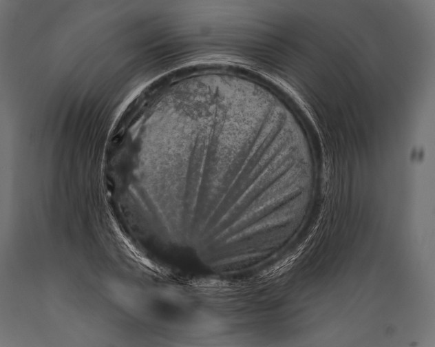 X0000088850783200706291454