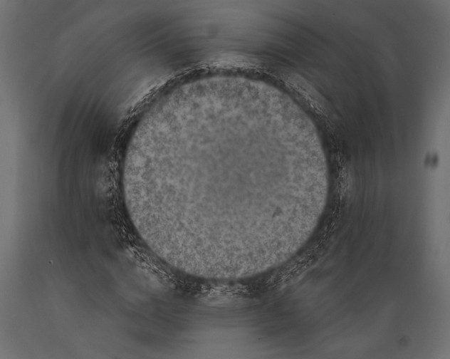 X0000088850824200706291453