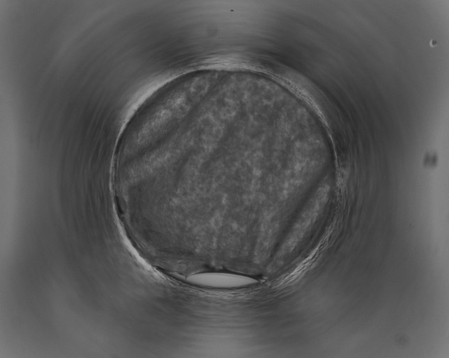 X0000088850855200706291453