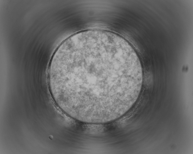 X0000088850856200706291453