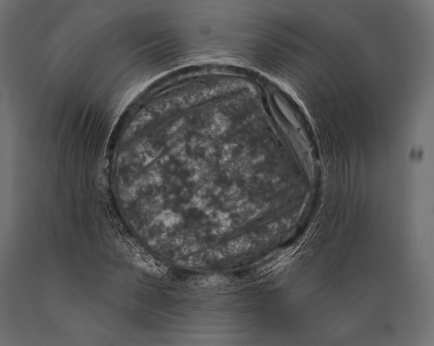 X0000088850879200706291453