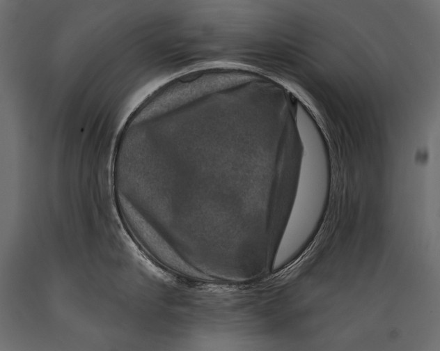 X0000088850910200706291452