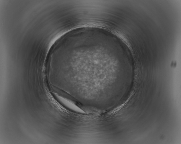 X0000088850928200706291452