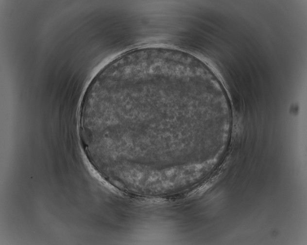 X0000088850957200706291452