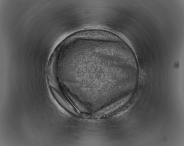 X0000088851005200706291451