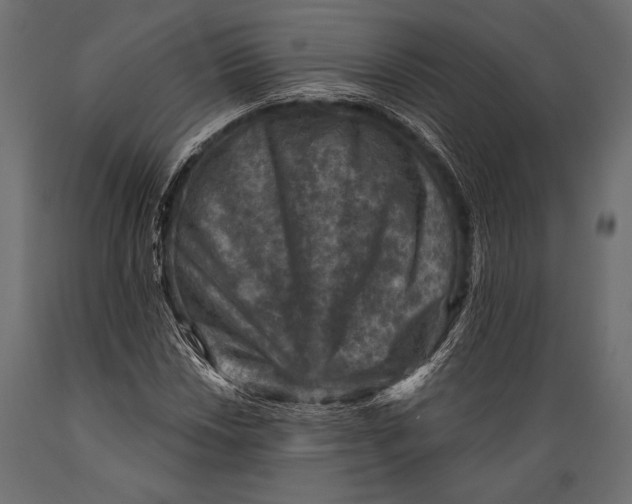 X0000088851018200706291450