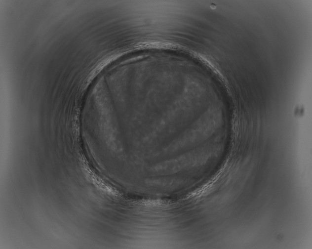 X0000088851025200706291450