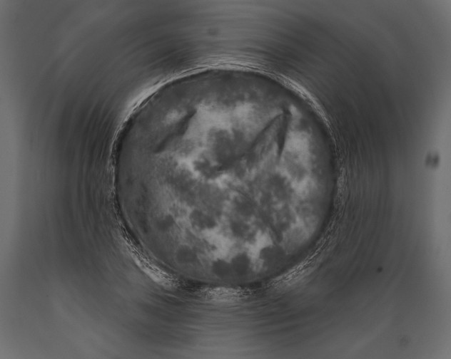 X0000088851027200706291450