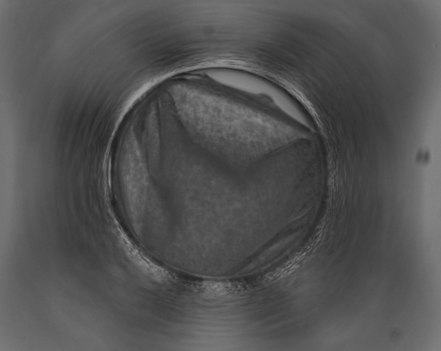 X0000088851032200706291450