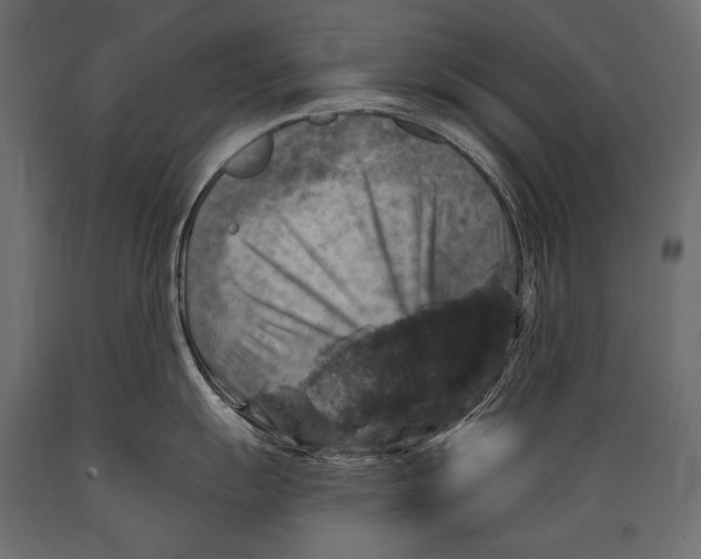 X0000088851055200706291450