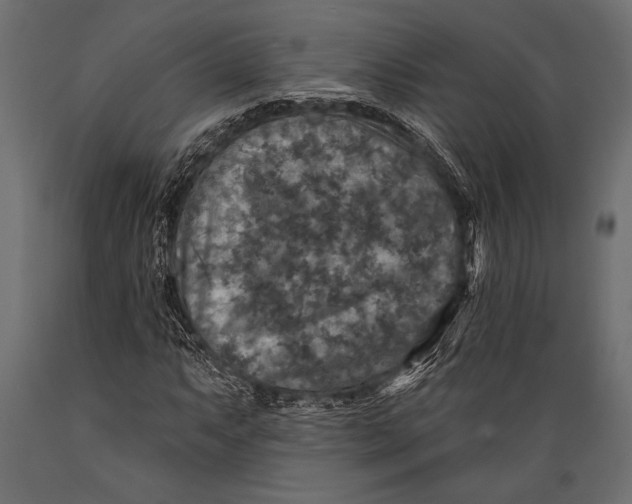 X0000088851063200706291450