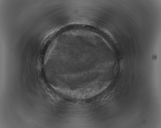 X0000088851064200706291450