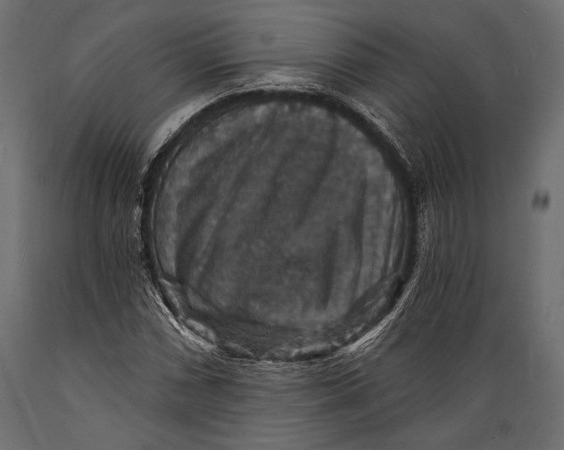 X0000088851066200706291450