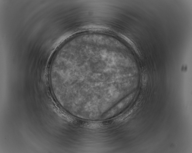 X0000088851074200706291450