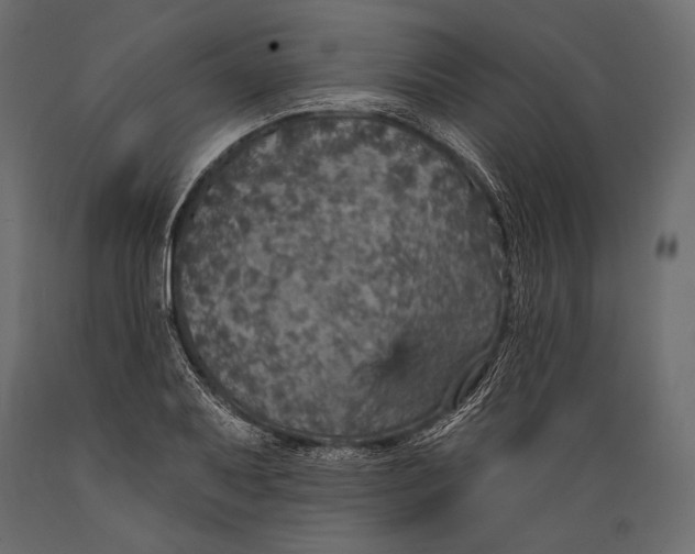 X0000088851079200706291449