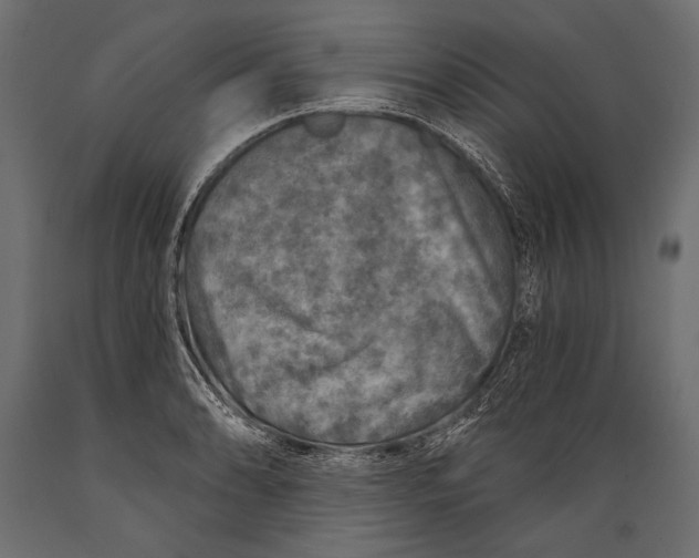 X0000088851086200706291449