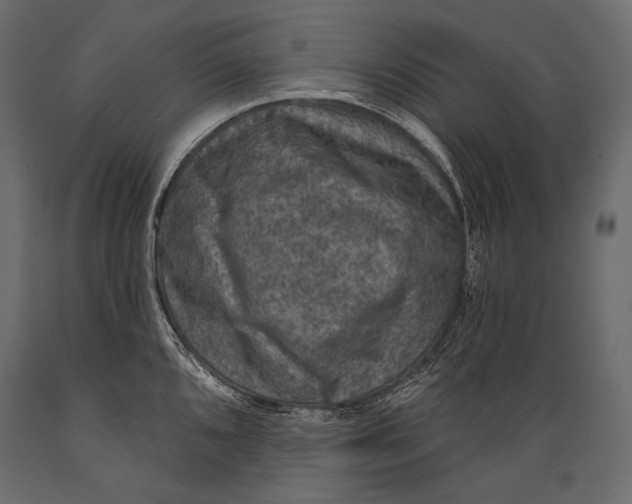 X0000088851096200706291449