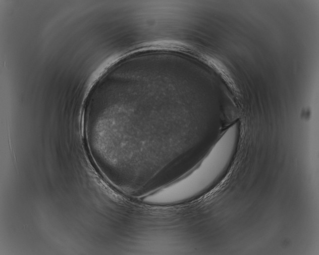 X0000088851180200706291448